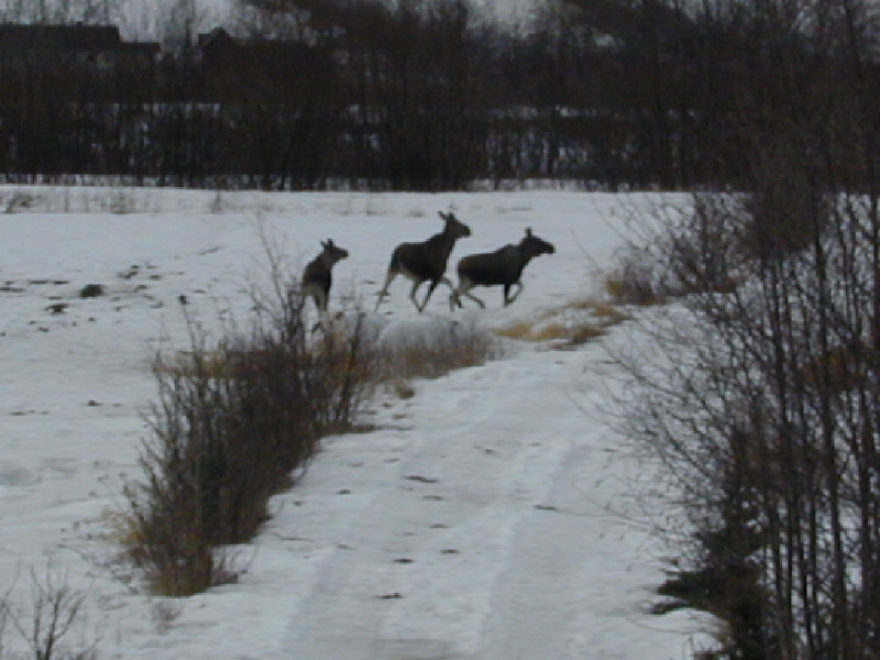 dscn6987.jpg